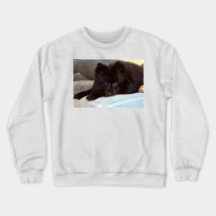 Pom Repose This little black puppy looks very innocent  until he hears the slightest noise and he is off to the races to track it down. Crewneck Sweatshirt